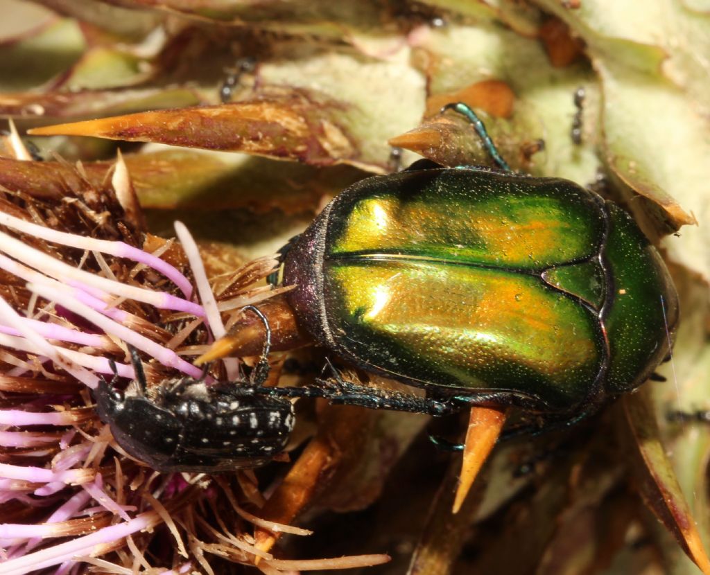 Cetoniidae: Protaetia (Netocia) cuprea cuprea